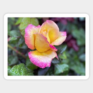 Multicolored Rose in Spring Rain Magnet